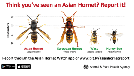 Beekeepers Call On The Public To Help Fight Record Asian Hornet ...